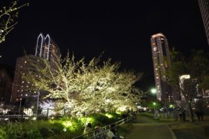 エリンサーブお花見会-2019-3