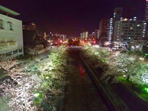 エリンサーブお花見会-2019-5