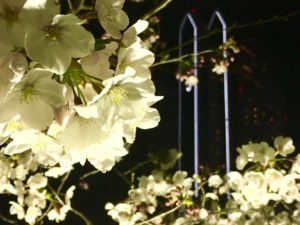 エリンサーブお花見会-2019-4